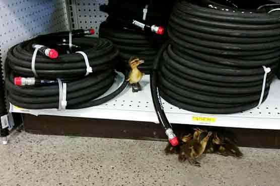 Ducklings waddle their way inside Alaska hardware store