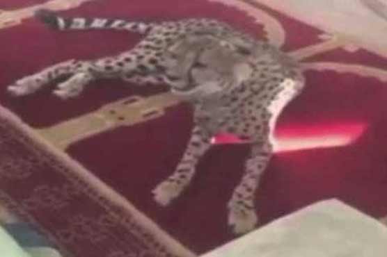 Leapord enters mosque in Saudi Arabia, creates panic