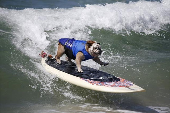 Famous skateboarding dog dies at age 10 in California