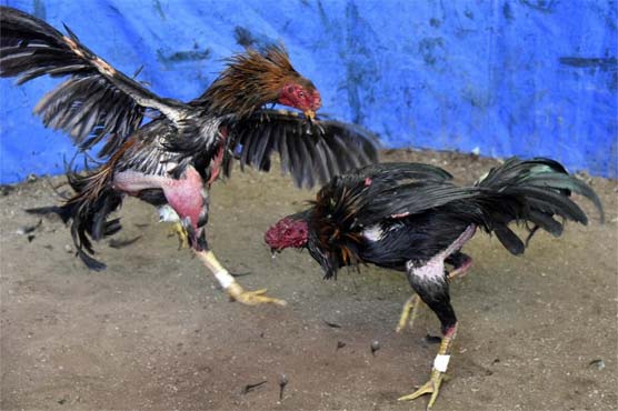 Shootings at Mexico cockfight, football field kill 14