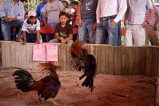 Shooting at Mexico cockfight, football field kill 16