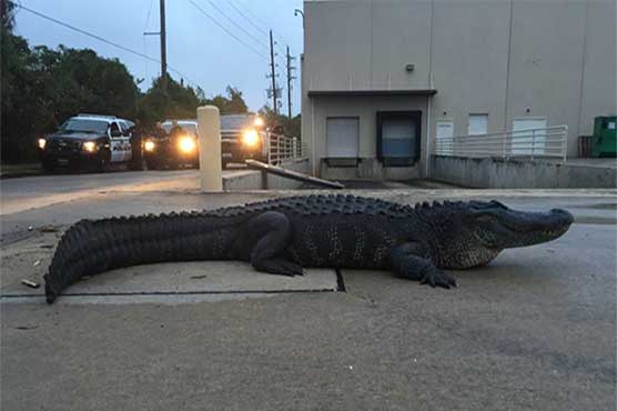 800-pound alligator found at Houston-area shopping center