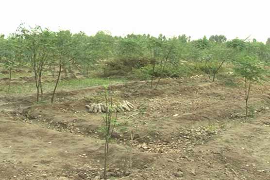 Billion tree campaign spoiled: Locals crush 5600 plants in D.I. Khan