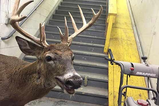 Deer makes surprise visit to Michigan collision repair shop