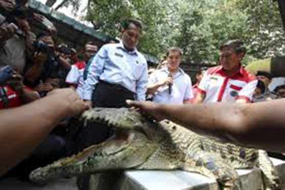 Escape claws: Tigers, piranhas may join Indonesia crocodile prison guard