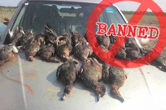 Rahim Yar Khan: Students protest against houbara bustard's hunt ban