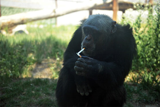 Amusement park lets chimpanzee smoke cigarettes