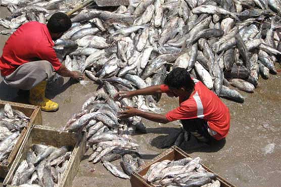 EU likely to resume sea food imports from Pakistan