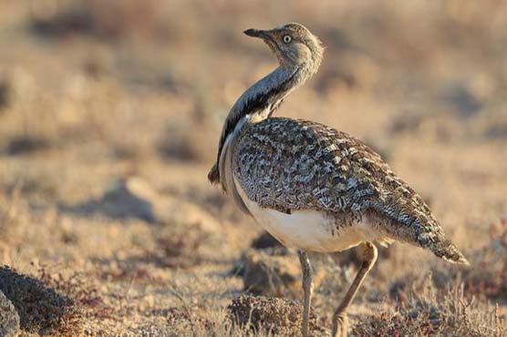 Ban on hunting houbara bustards may cause extinction of specie: Govt