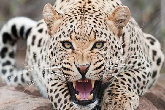 Leopard attack claims minor's life in Abbottabad