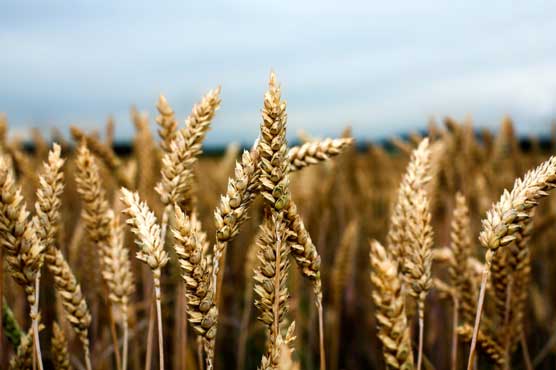 Farmers slip as wheat production lessens, rice price falls