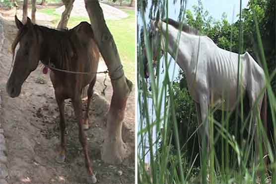 Multan police robbed horses of their food