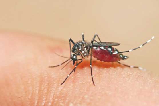 Two dengue cases surface, admitted in Faisalabad hospital