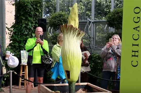 Chicago Botanic Garden's 2nd corpse flower is blooming