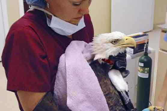 Ozzie the eagle dead after live-streamed lovers duel in Florida