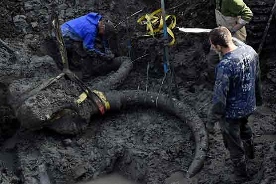 Farmer finds woolly mammoth bones in Michigan field
