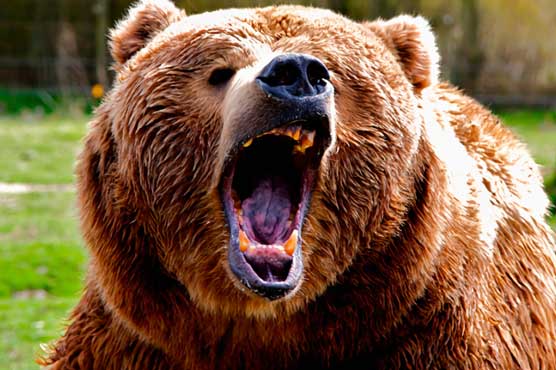 Montana hunter fends off grizzly by sticking arm into its throat