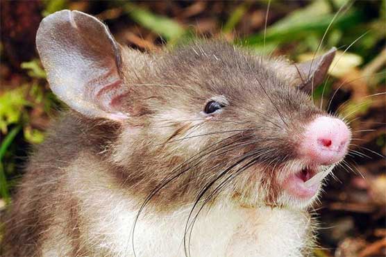 Scientists discover 'hog-nosed rat' in Indonesia 