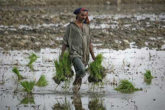 Water-short Pakistani farmers test less thirsty way to grow rice