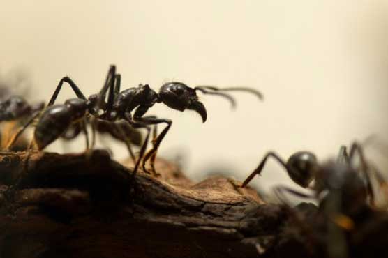 Man survives on ants for six days in remote Australia