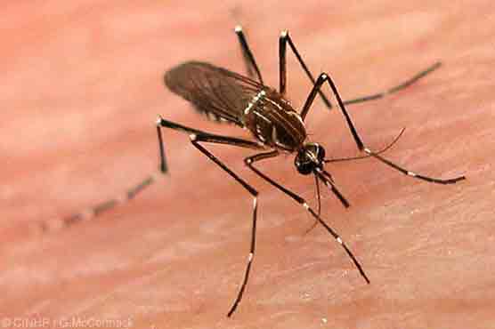 Rawalpindi faces dengue fever outbreak as 160 more cases surface