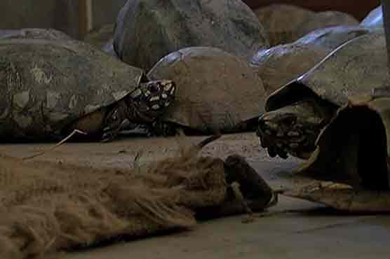 45 turtles allegedly come out from nullah in Korangi