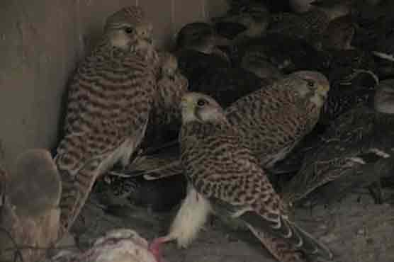 40 hawks, one rare breed owl recovered from Jamshoro