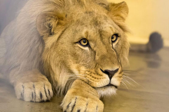 Outrage as Danish zoo dissects lion in front of children