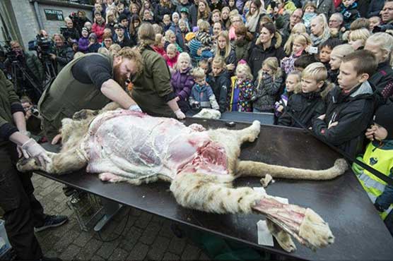 Danish zoo dissects lion cub for enthralled young audience