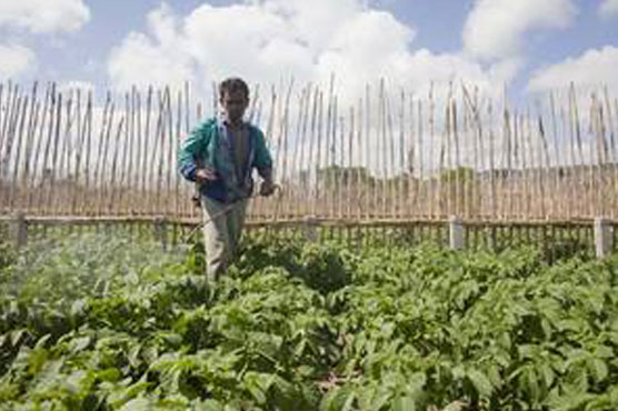 Agriculture exports boost Tunisia's economy: minister