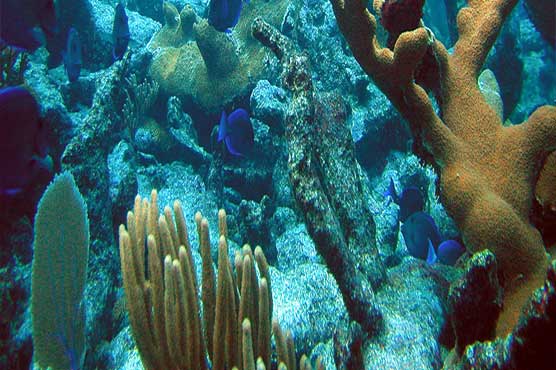 Sunscreen chemical blamed for harm to coral reefs