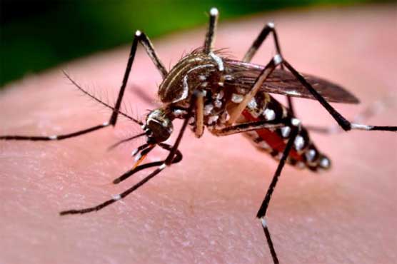Dengue claims one more life in Lahore