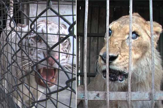 بلدیاتی انتخابات ، لاہور ، گوجرانوالہ میں حقیقی شیروں کی دھوم