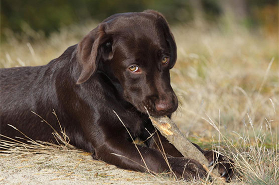 Dog named Trigger shoots owner in the foot