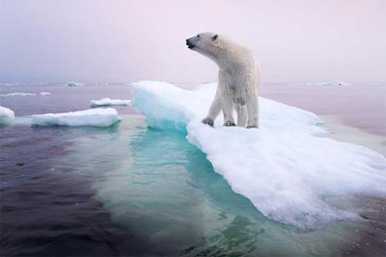 Adapt or die: Arctic animals cope with climate change 