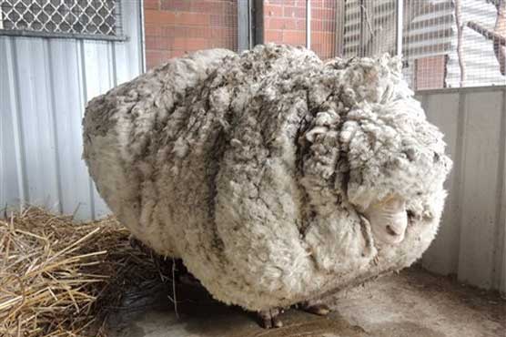 Lost Australian sheep yields 30 sweaters worth of fleece