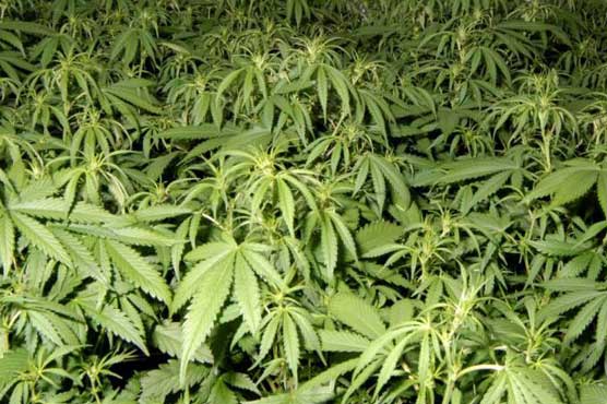 Hordes of seized marijuana makes Spanish police 'dizzy' 