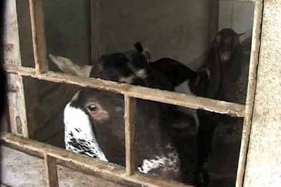 Karachi: Govt Boys Degree College turned into cattle market