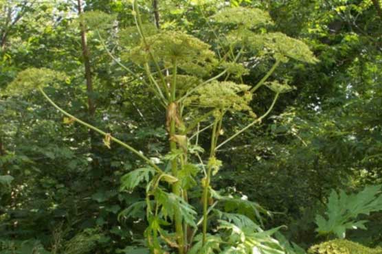 Smart phone ingredient found in plant extracts