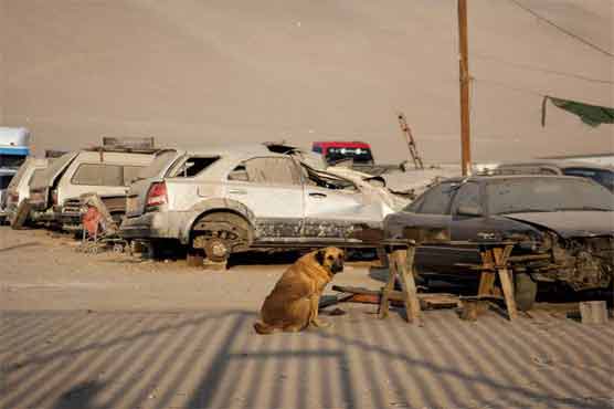 Dog feeds malnourished child in Chile