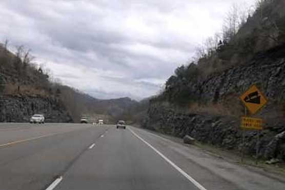 Adult Rhesus monkey captured in eastern Kentucky