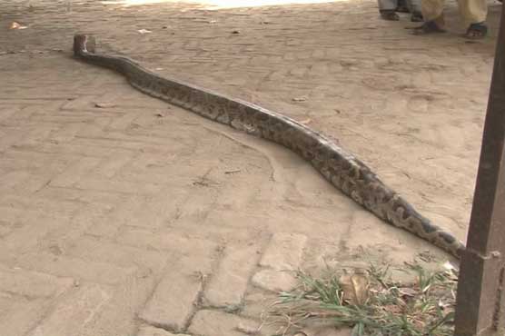 Massive 10-foot python killed in Lahore's Bagh-e-Jinnah