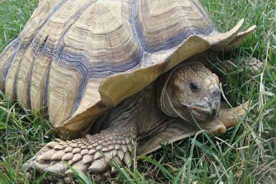 Missing 100-pound tortoise found unharmed on side of NJ road