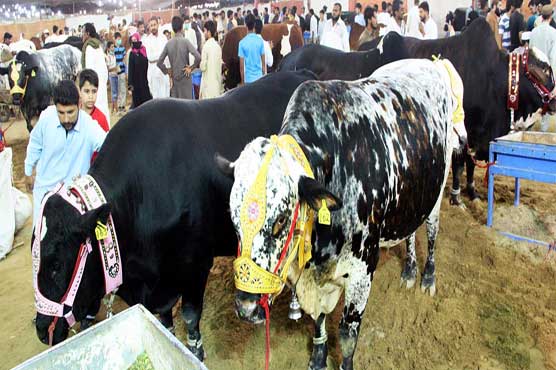 Congo virus threatening cattle markets of Punjab, alerts Health Department