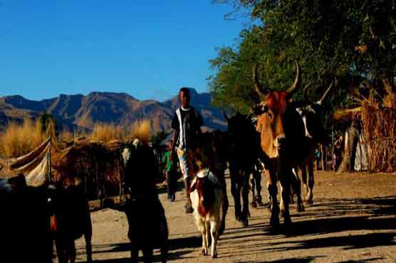18 killed in Madagascar cattle-rustling clashes: police