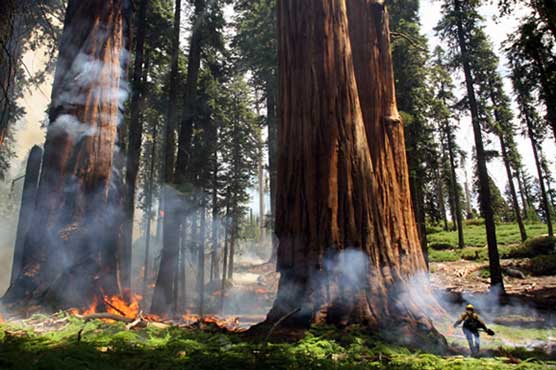 Wildfires threaten California's treasured Sequoias
