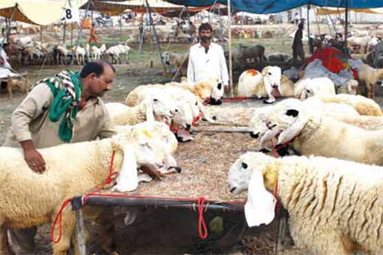 Threat of terrorism looms as terrorists pose as cattle owners 