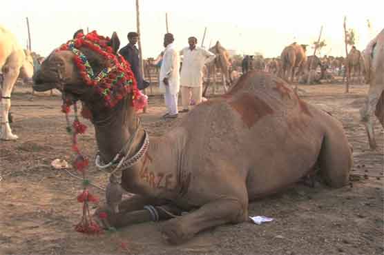 'Tarzan' in Karachi's camel market attracts visitors