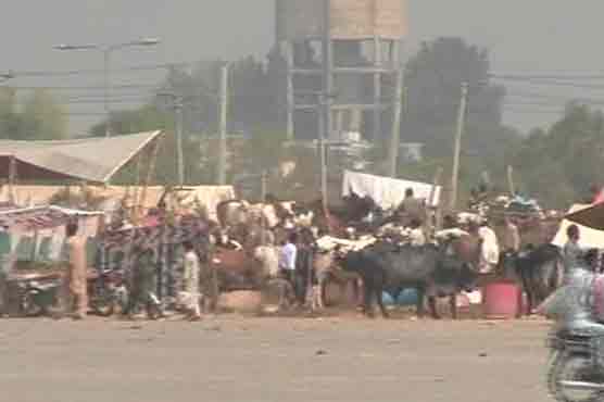 Local govt arrests 45 dealers over illicit cattle market in Islamabad