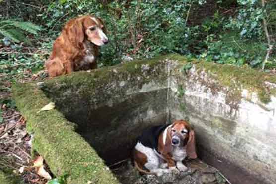 Dog's best friend: canine consoles, seeks help for trapped U.S. hound